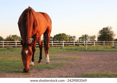 Multiple Photos of horse and cattle. Several close up macro pictures of horse glimmering in sunset. 