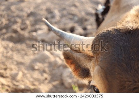 Multiple Photos of horse and cattle. Several close up macro pictures of horse glimmering in sunset. 