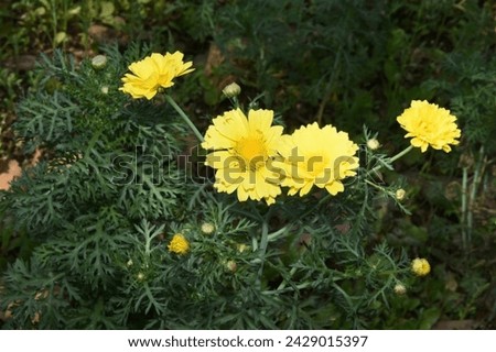 RAJKOT , 19 January 2024 : chrysanthemum coronarium flowers photo in my garden Royalty-Free Stock Photo #2429015397
