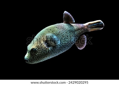 Guineafowl puffer (golden puffer) on isolated black background. Arothron meleagris is marine pufferfish found near coral reefs, native to the Indo-Pacific and Eastern Pacific. Royalty-Free Stock Photo #2429020295