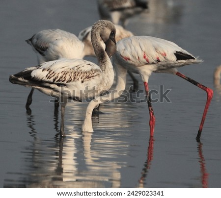 Navi Mumbai, Maharashtra, India - February 17, 2024: Greater Flamingos (Phoenicopterus roseus) fishing in a wetland