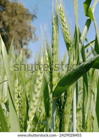 wheat  field Nature Stock Photos Khet Stock Photos