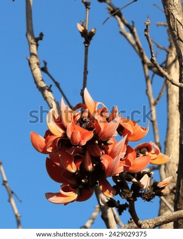 Karjat, Maharashtra, India - February 11, 2024:  Close up of the bright flowers of Palash (Butea Monosperma) considered sacred by Indians Royalty-Free Stock Photo #2429029375