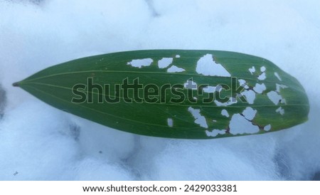 this is a picture of a diseased leaf