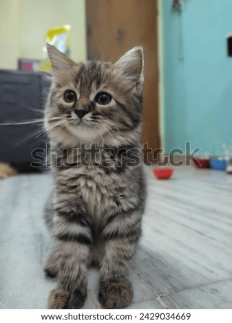 Kitten looking Amazing tubby cat Royalty-Free Stock Photo #2429034669