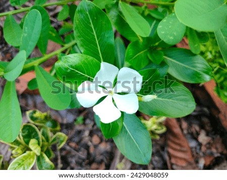 Stunning stock image of white coloured single Bright eye flower (Madagascar periwinkle, Graveyard plant,Old maid,Pink or rose periwinkle)with green leaves Ultrahd hi-res stock image Selective focus