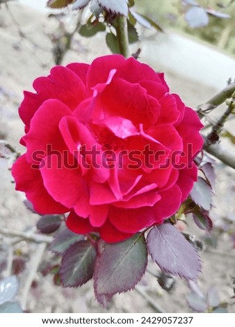 Roses Nature Stock Photos, Images  Pictures