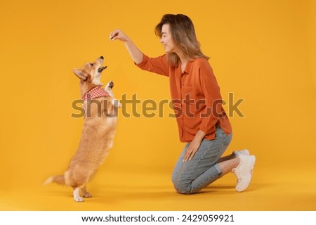 Happy woman joyfully engages in play and training activities with her attentive pembroke welsh corgi dog, sitting on vibrant yellow background, side view Royalty-Free Stock Photo #2429059921