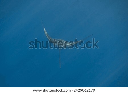 amazing spotted eagle ray in clear blue seawater with sunrays from the surface in egypt