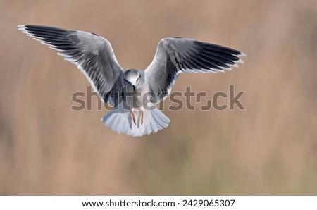 Little gull (Hydrocoloeus minutus or Larus minutus), Crete  Royalty-Free Stock Photo #2429065307