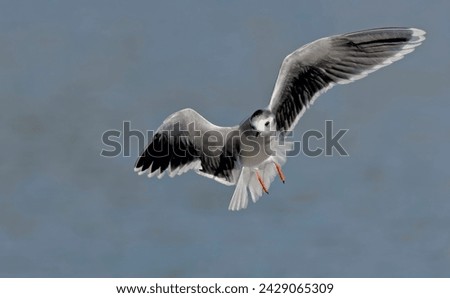 Little gull (Hydrocoloeus minutus or Larus minutus), Crete  Royalty-Free Stock Photo #2429065309