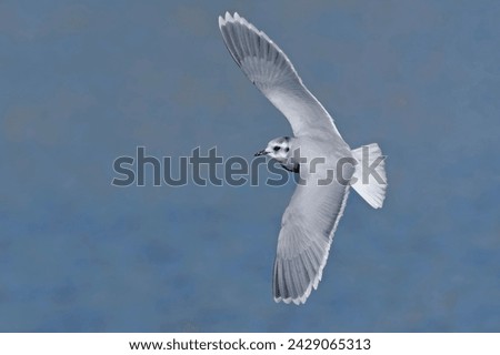 Little gull (Hydrocoloeus minutus or Larus minutus), Crete  Royalty-Free Stock Photo #2429065313