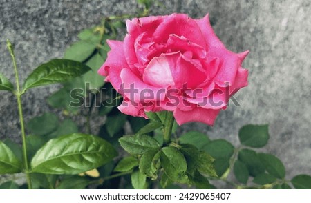 RAJKOT , 02 January 2024 : Pink Rose Photo In My Garden Royalty-Free Stock Photo #2429065407