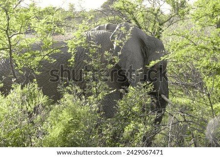 big elephant behind tress huge ears horns wildlife green nature