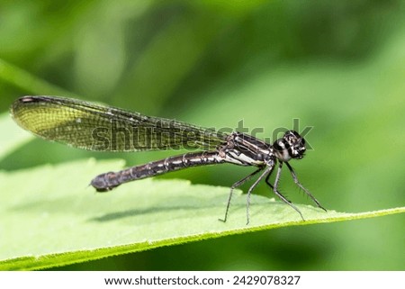 Chlorocyphidae is a family of damselflies, commonly known as jewels,malang, february 23, 2024