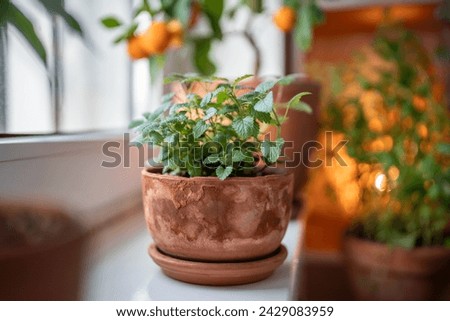Seedlings of Melissa plant in old terracotta pot on windowsill, soft focus, houseplants on background. Growing aromatic fresh lemon balm herbs at home. Indoor gardening, homegrown concept. Royalty-Free Stock Photo #2429083959