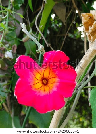 Close-up of stunning solitary Ipomoea purpurea pink flower (common or purple or tall morning glory) top or aerial view ultra hd hi-res jpg stock image photo picture selective focus vertical background