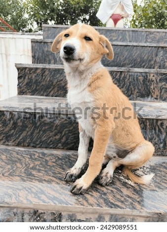 Indian Desi dog pic ,
dog pic,
Desi dog,
dogs,
animal