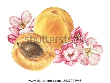 Apricot with Flowers Watercolor illustration. Hand drawn clip art on isolated background. Painting of Fruit with spring pink blossom. Drawing of food and seed. For print on dishes and kitchen fabrics