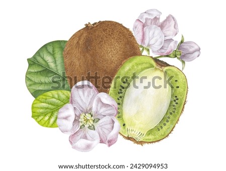 Kiwi Fruit with Flowers Watercolor illustration. Hand drawn tropical food on isolated white background. Botanical clip art painting. Plant drawing for nature kitchen print and stickers