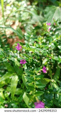 Cuphea hyssopifolia, false heather, Mexican heather, Hawaiian heather or fairy herb, is a small evergreen shrub native to Mexico, Guatemala, and Honduras.