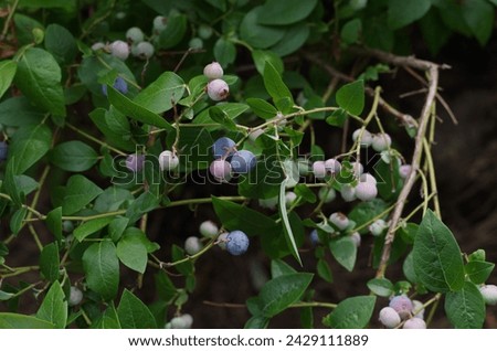 The northern highbush blueberry (Vaccinium corymbosum) on a bush Royalty-Free Stock Photo #2429111889