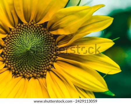 A close up picture of yellow sunflower 