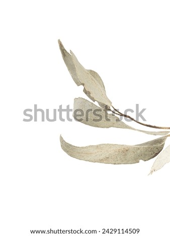 eucalyptus branch leaves isolated on white background. Minimal style design