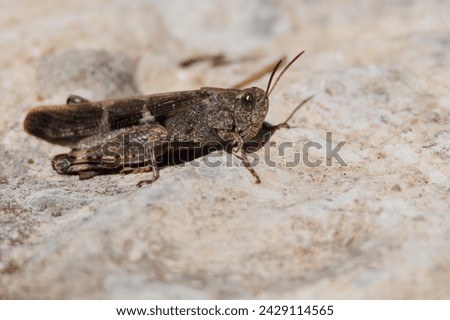 Sustainable food from the 2030 agenda, grasshopper on rock with midday light in the Sierra de Mariola, Spain Royalty-Free Stock Photo #2429114565