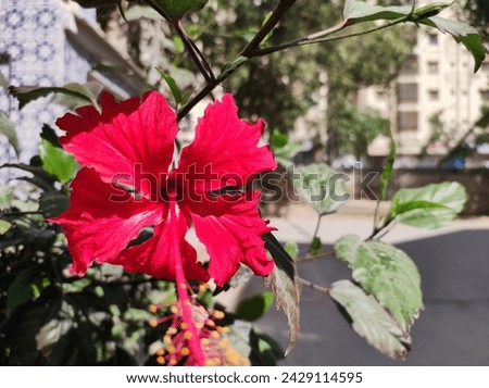 a beautiful red flower the picture has been clicked from my street
