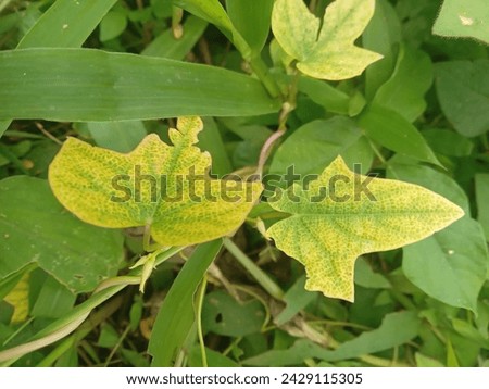 Ipomoea batatas var margaritas is a type of green leafy plant from Asia that is very beautiful and attractive as an ornamental plant in the garden Royalty-Free Stock Photo #2429115305