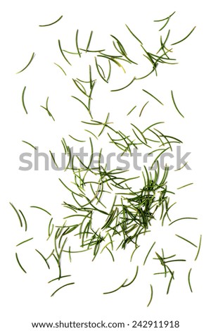 dried fir needles after christmas isolated over white background Royalty-Free Stock Photo #242911918