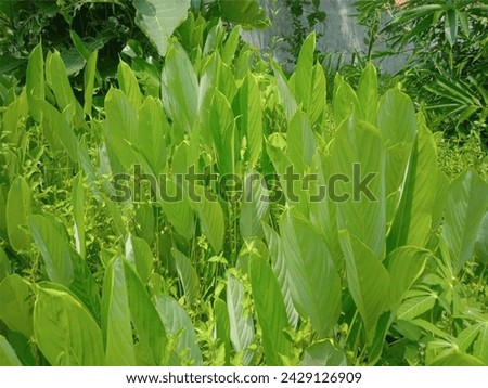 many different types of leaves and trees in the garden