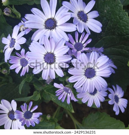 Purple beautiful flowers Pericallis hybrida, known as cineraria florist's cineraria or common ragwort is a flowering plant in the family Asteraceae. It originated as a hybrid. beautiful picture 
