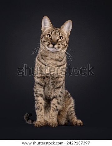 Elegant Savannah cat, sitting up facing front. Looking straight to lens. Isolated portrait on black background.