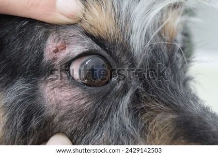Corneal edema and scleral ectasia in a 10 years old dog+ cataracts. Peri-ocular lesions due to scratching. Royalty-Free Stock Photo #2429142503