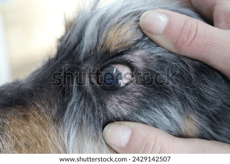 Corneal edema and scleral ectasia in a 10 years old dog+ cataracts. Peri-ocular lesions due to scratching. Royalty-Free Stock Photo #2429142507