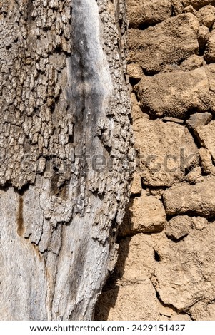 Close up of weathered and bare trunk of Mediterranean cypress tree against remains of a wall with stones of buildings that are remains from 10th century  Royalty-Free Stock Photo #2429151427