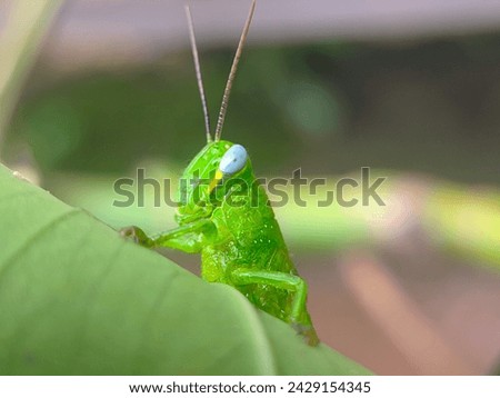 Close-up of a green grasshopper against a bokeh background