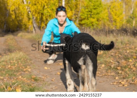 a girl walking with a dog in training outdoors in the autumn forest, the front and background are blurred with bokeh effect