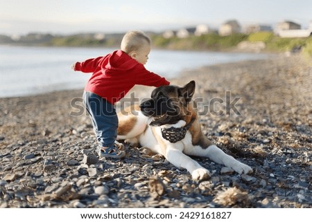 A small child is playing with a large, American Akita-type dog. This is a picture of the interaction and friendship between the human child and the animal.
