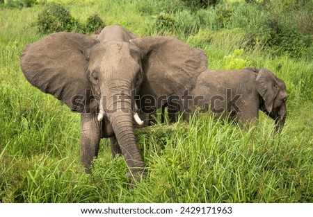 A female African Savanna Elephant  (Loxodonta africana) and her calf in Mikumi National Park in Tanzania. This elephant as listed as endangered