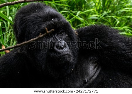 Gorilla in Mgahinga National Park, Uganda