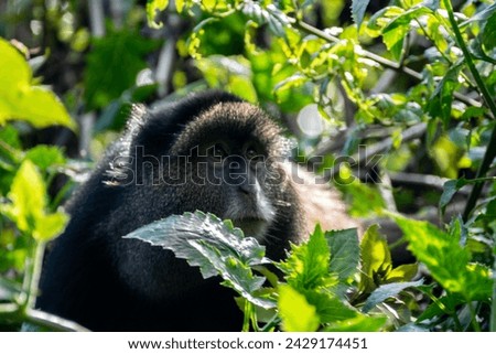Golden Monkey's in Mgahinga Forest, Uganda