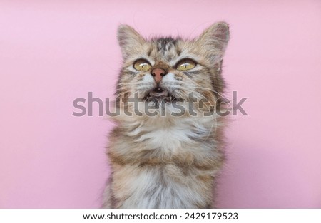Brown maine coon kitten standing in front of the camera isolated on pink backgorund. Focus brown cat face
