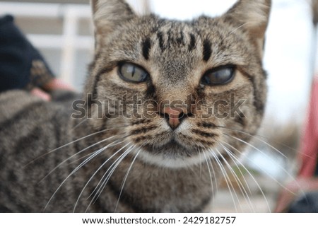 A close up picture of a stray cat. A tabby cat with green eyes starring at the camera.