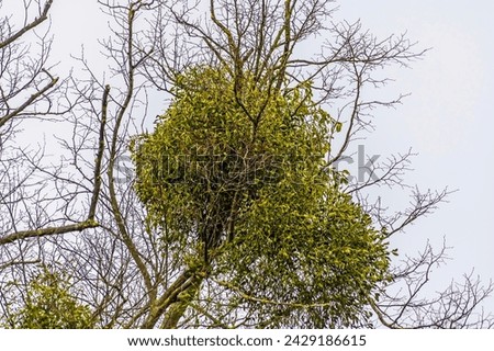 A view of mistletoe growing in a the upper branches of a tree on the outskirts of Stamford, lincolnshire, UK in winter
