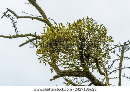 A close up view of mistletoe growing in a tree on the outskirts of Stamford, lincolnshire, UK in winter