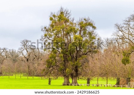 A view of mistletoe growing in a tree on the outskirts of Stamford, lincolnshire, UK in winter