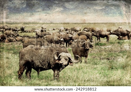 Vintage style image of an African Buffalo herd in the Ngorongoro Crater, Tanzania 